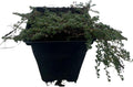 Elfin Thyme Plant - Thymus Minus - World's Smallest Thyme - Live Plant - 3" Pot