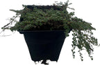 Elfin Thyme Plant - Thymus Minus - World's Smallest Thyme - Live Plant - 3" Pot