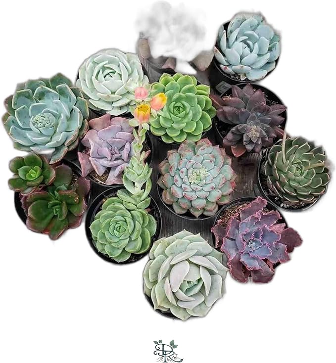 Succulent Plant Pack, Low-Maintenance, Air-Purifying, 2-8 Pack Options | Divine Roots (6, Nursery)