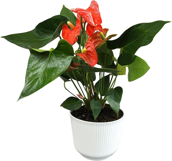 Orange Anthurium Live Plant Decor (Approx. 16-19" Tall), Real Flowers/House Plants in 6" White Pot, Floral Air Purifying Houseplants, Cool & Unique Gifts by Plants for Pets
