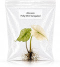 Rare Alocasia Polly Mint Variegated Tissue Culture Starter Plant, Live Plants for houseplant Collectors, Indoor Plants to Grow