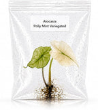 Rare Alocasia Polly Mint Variegated Tissue Culture Starter Plant, Live Plants for houseplant Collectors, Indoor Plants to Grow