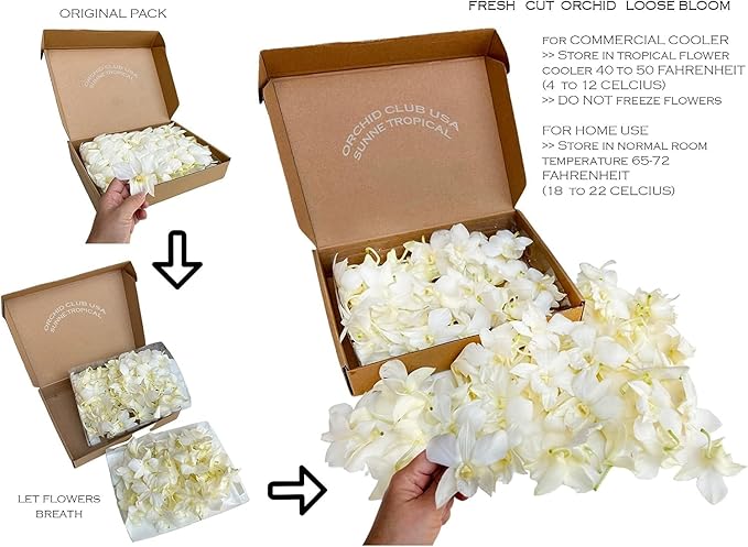 Miami FRESH CUT FLOWERS Orchid Loose Bloom OrchidClub USA by Sunne Tropical DIY Lei, food & drink decoration (50 WHITE)