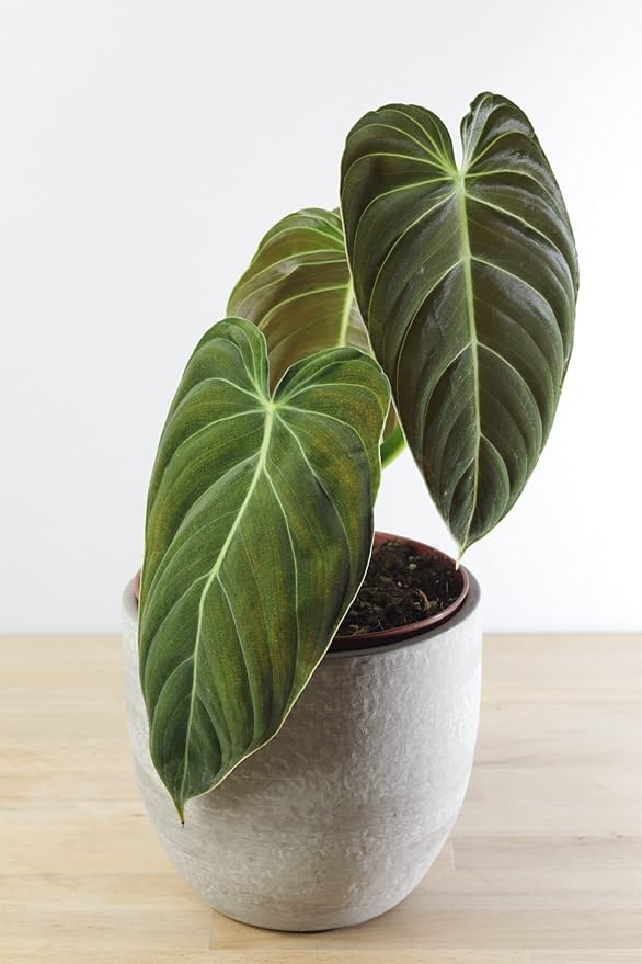 Variegated Philodendron Live Plant, Rare Indoor Houseplant Live Well Rooted 5-7 Inches, Container Growing, Home Office Decor (Giant Leaves Philodendron)