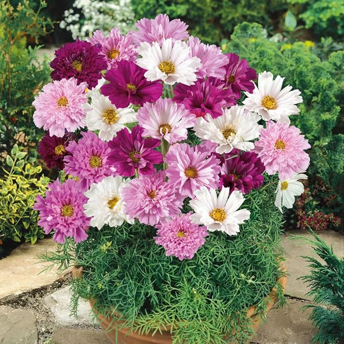 300+ Rare Dwarf Mix Cosmos Seeds for Planting-Cupcake Cosmos Seed-Non-GMO Heirloom for Home Outdoor Garden