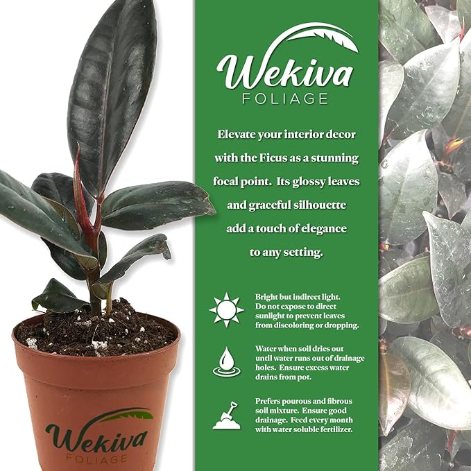 Burgundy Ficus Tree - Rubber Tree - 4 Live Starter Plants in 2 Inch Pots - Ficus Elastica - Stunning Easy Care Interior Houseplant