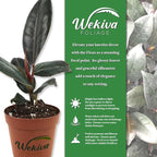 Burgundy Ficus Tree - Rubber Tree - 4 Live Starter Plants in 2 Inch Pots - Ficus Elastica - Stunning Easy Care Interior Houseplant