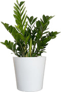 ZZ Green Plant Live in 10 inch Decorativ Pot, Easy Care Low Light Indoor House Plant for Home and Office Decor by United Nursery
