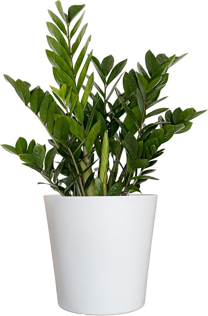 ZZ Green Plant Live in 10 inch Decorativ Pot, Easy Care Low Light Indoor House Plant for Home and Office Decor by United Nursery
