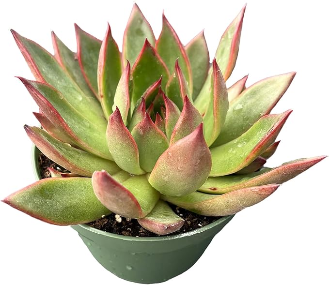 4" Live Succulent Plants Echeveria 'Agavoides Horse', Easy Care Potted Succulents, Indoor Houseplant, Unique Gifts, Home Office Décor