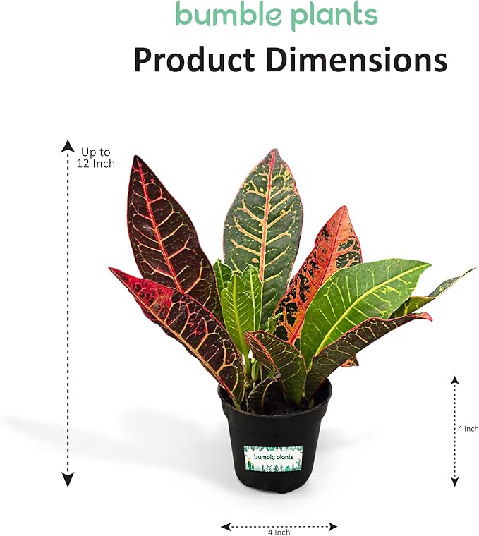 Bumble Plants Croton Petra Live Plants [Winter Thermal Packaging Included], Vibrant Foliage, Air-Purifying Indoor House Plants in Pot, Easy-Care | Low Light Indoor Plants