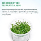 SubstrateSource Live Plant - Hydrocotyle Tripartita 'Japan Mini' - Foreground Carpeting Plant, Snail-Free in Vitro Aquarium Stem - Tissue Culture