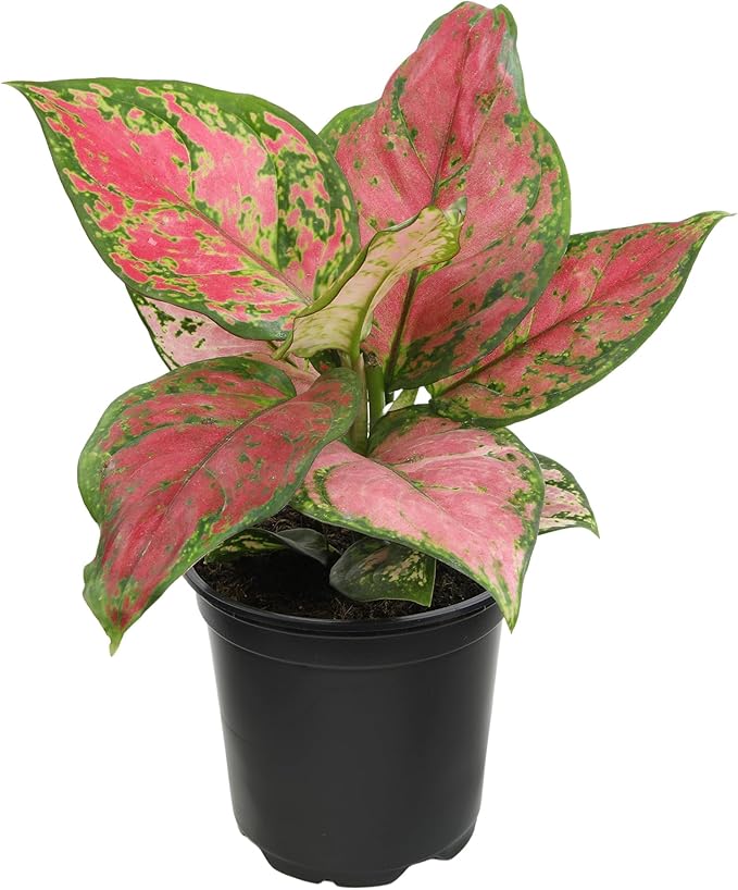 Beauty Aglaonema Chinese Evergreen Live Plant, Variegated Plant Exotic House Plants Live Tropical Plants, Rare House Plants Indoors Live Plants Indoor Plants Live Houseplants by Plants for Pets