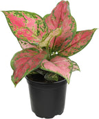 Beauty Aglaonema Chinese Evergreen Live Plant, Variegated Plant Exotic House Plants Live Tropical Plants, Rare House Plants Indoors Live Plants Indoor Plants Live Houseplants by Plants for Pets