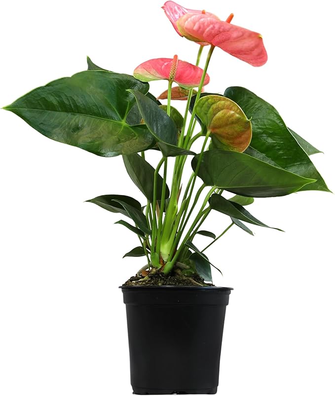 Pink Anthurium Live Plant (Approx. 13-16" Tall), Real Flowers/Unique House Plants in 4" Nursery Pot, Floral Office Plants, Air Purifying Plants & Cool Gifts for Plant Lovers by Plants for Pets