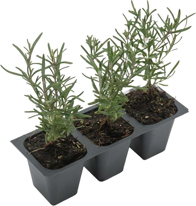 3 Tuscan Blue Rosemary, Live Plants – Rosmarinus Officinalis – Hardy & Fragrant Herb in 2.5” Nursery Pots – Grows Up to 5 Ft, Easy to Maintain, Great for Cooking, Landscaping & Aromatherapy
