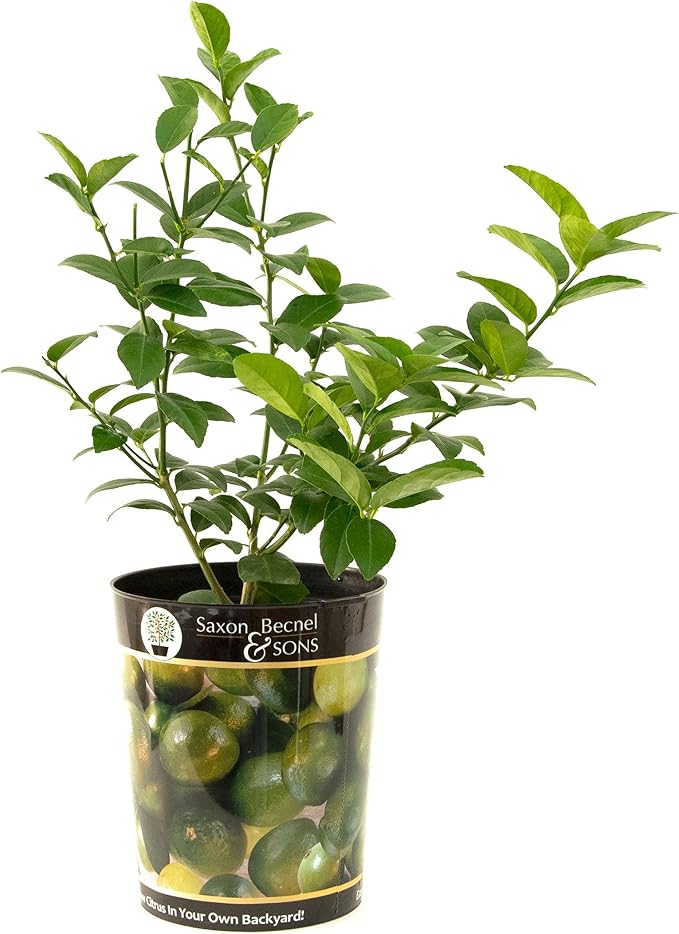 Garden State Bulb Persian Lime Tree, Citrus Live Plant (1 Gallon Growers Pot) Cannot Ship FL, AZ, CA, TX, LA