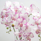 DUYONE 35 Inch Artificial Butterfly Orchid Flowers 4 Pcs softTouch Orchid Fake Phalaenopsis Flowers Stem Plants for Wedding Home Decoration (Light Purple 4pcs)