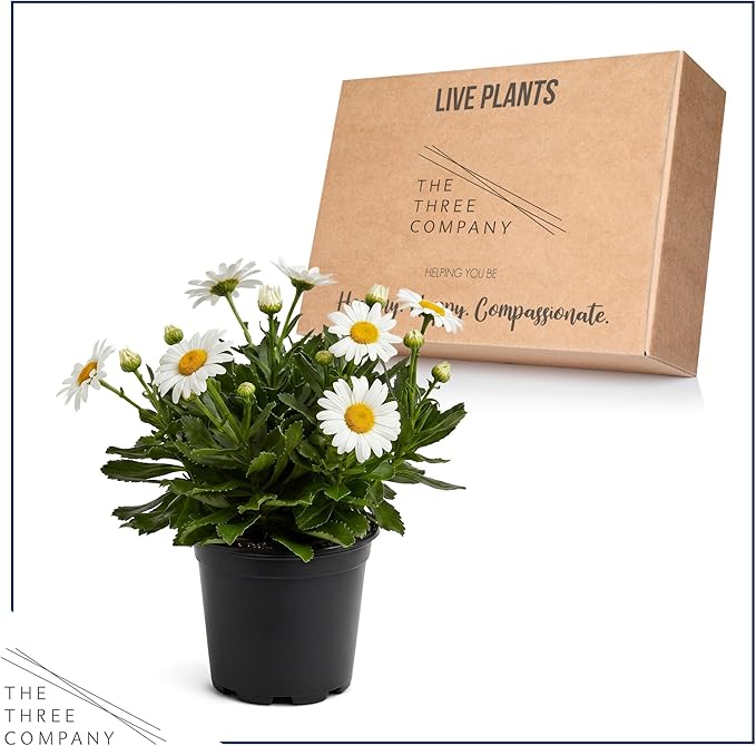 Shasta Daisy - Live Flowering Perennial (2 Per Pack), Blooms Spring and Summer, 10" Tall by 4" Wide in 1.6 Pt Pot