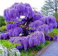 Blue Moon Wisteria Vine - Massive Foot Long Fragrant Flowers - Attract Hummingbirds - 2 - Year Plant by - Japanese Maples and Evergreens
