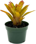 ragnaroc Live Plants – Bromeliad Neoregelia Clementine, 4-8" in 4" Pot - 1ct - Live Arrival Guaranteed - House Plants for Home Decor & Gift