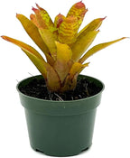 ragnaroc Live Plants – Bromeliad Neoregelia Clementine, 4-8" in 4" Pot - 1ct - Live Arrival Guaranteed - House Plants for Home Decor & Gift