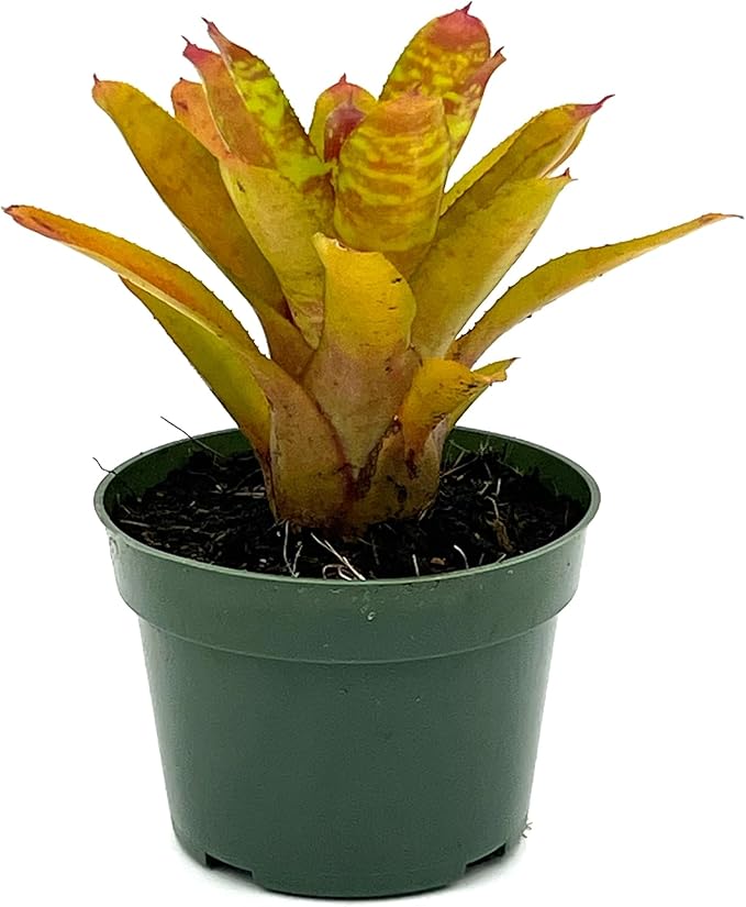 ragnaroc Live Plants – Bromeliad Neoregelia Clementine, 4-8" in 4" Pot - 1ct - Live Arrival Guaranteed - House Plants for Home Decor & Gift