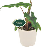 Arcadia Garden Products Live Jacklyn Alocasia Unique Indoor Houseplant in Plastic Pot, Tropical Plant Collector Gift for Home and Garden Decor, 4-inch, Beige