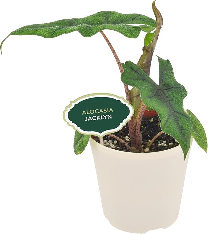 Arcadia Garden Products Live Jacklyn Alocasia Unique Indoor Houseplant in Plastic Pot, Tropical Plant Collector Gift for Home and Garden Decor, 4-inch, Beige
