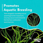 Live Aquarium Crinum Calamistratum Plant - Improve Water Quality - Promotes Aquatic Breeding - Fast Growth, Long Lasting & Easy to Care - 1 Crinum Calamistratum Plant, Green