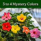 Braided Hibiscus Tree - Mixed (3 to 4 Flower Colors) - Overall Height 36" to 42" - Tropical Plants of Florida