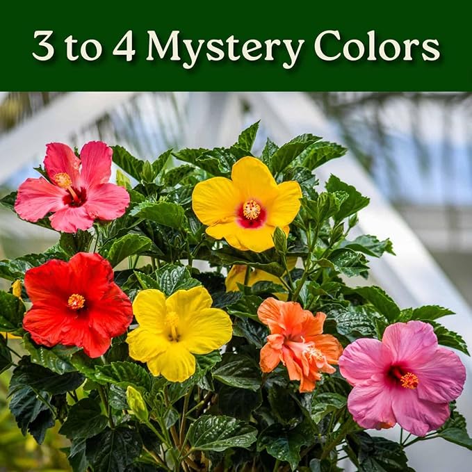 Braided Hibiscus Tree - Mixed (3 to 4 Flower Colors) - Overall Height 36" to 42" - Tropical Plants of Florida