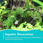 Flame Moss, 3 Pack 4 oz Cup - Live Aquarium Plants Freshwater, Live Moss for Aquariums, Taxiphyllum 'Flame' - Educational Guide Beginner Care