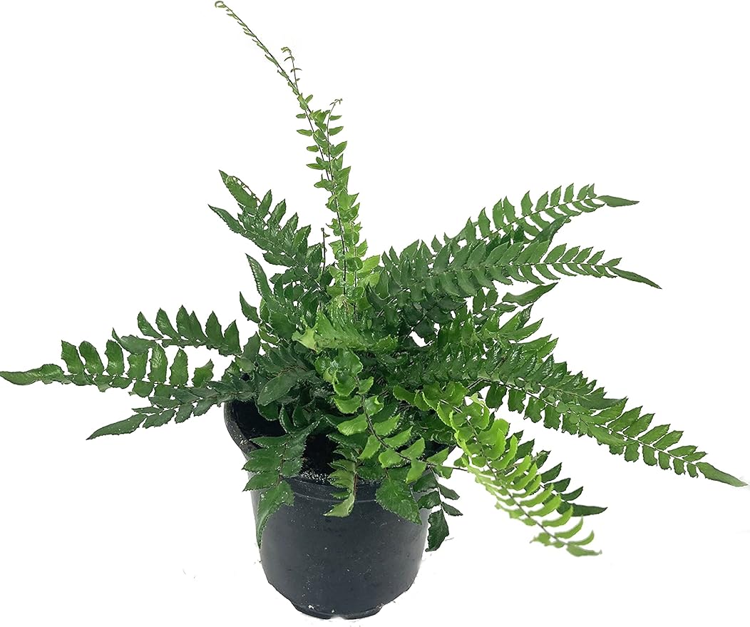Exotic Fern Assortment - 5 Live Plants in 4 Inch Pots - Rare and Exotic Ferns from Florida - Growers Choice Based On Health, Beauty and Availability - Beautiful Clean Air Indoor Outdoor Ferns