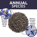 Borage Seeds – Bulk Quarter Pound Bag – Over 5,000 Open Pollinated Non-GMO Wildflower Seeds – Borago officianalis