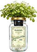 Lemon Cilantro Indoor Herb Garden Kit – Mason Jar Hydroponic Grow Kit – Windowsill Countertop Herb Planter – Grow Fresh Cilantro Indoors