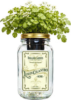 Lemon Cilantro Indoor Herb Garden Kit – Mason Jar Hydroponic Grow Kit – Windowsill Countertop Herb Planter – Grow Fresh Cilantro Indoors