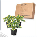 Live Perennial Hosta - First Frost (3 Plants Per Pack) Beautiful Accent Plant, 10" Tall by 4" Wide in 1 Qt Pot