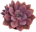Fat Plants San Diego Live Echeveria Succulent Plant in a 4 inch Plastic Growers Pot (4 inch, Graptoveria Debbie)