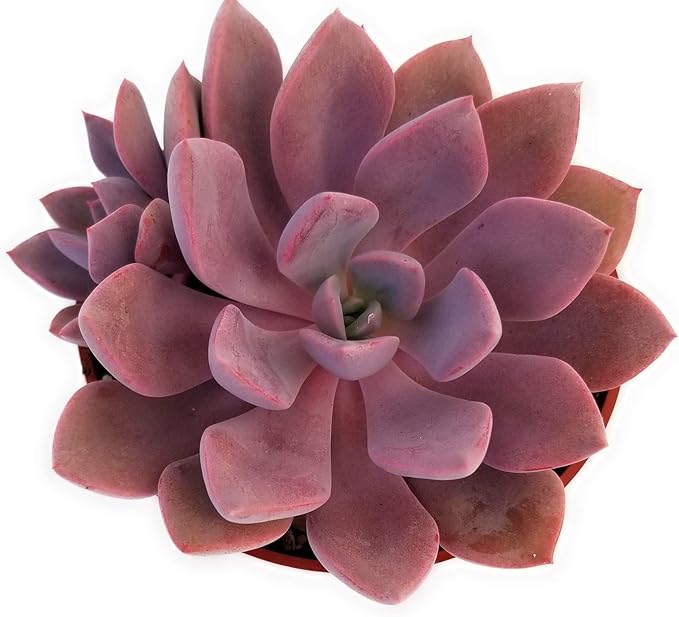 Fat Plants San Diego Live Echeveria Succulent Plant in a 4 inch Plastic Growers Pot (4 inch, Graptoveria Debbie)