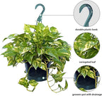 Live Golden Pothos, Devil’s Ivy Plant, Indoor Potted Plant, Mom Birthday Gift Plant, Hanging Plant, Housewarming Gift, Gardener Gift, Houseplant in 8" Hanging Basket