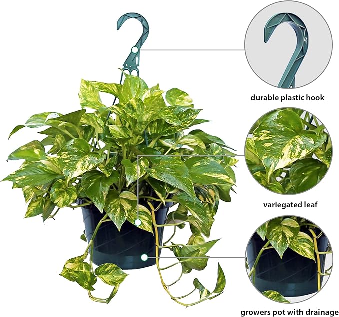 Live Golden Pothos, Devil’s Ivy Plant, Indoor Potted Plant, Mom Birthday Gift Plant, Hanging Plant, Housewarming Gift, Gardener Gift, Houseplant in 8" Hanging Basket