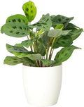 Thorsen's Greenhouse Green Prayer Plant, Live Indoor Plant, Pet Friendly, Uncommon Houseplant, Green Maranta, Easy to Grow, 4" Diameter Pot (White)
