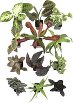 Easy to Grow Houseplants (12 Pack) Live House Plants in Plant Containers, Growers Choice Plant Set in Planters with Potting Soil Mix, Home Décor Planting Kit or Outdoor Garden Gifts by Plants for Pets