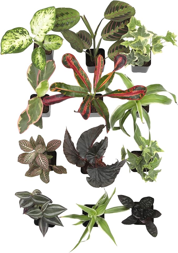 Easy to Grow House Plant Pack (12PK), Grower's Choice Indoor Plants Live Houseplants, Approx. 4" Tall, Pothos, Philodendron, Peperomia, Fern, Low Light Varieties for Home or Office by Plants for Pets