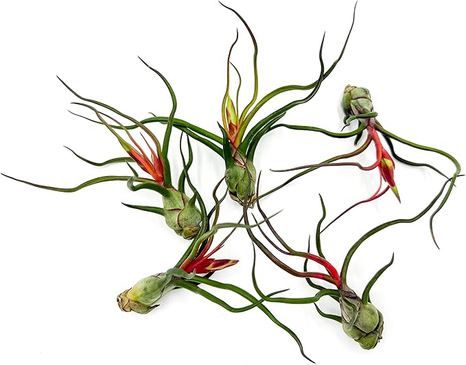 ragnaroc Air Plants - Flowering Tillandsia Bulbosa Guatemala, Large 3-5" - 5ct - Live Arrival Guaranteed - House Plants for Home Decor & Gift