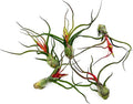 ragnaroc Air Plants - Flowering Tillandsia Bulbosa Guatemala, Large 3-5" - 5ct - Live Arrival Guaranteed - House Plants for Home Decor & Gift