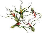 ragnaroc Air Plants - Flowering Tillandsia Bulbosa Guatemala, Large 3-5" - 5ct - Live Arrival Guaranteed - House Plants for Home Decor & Gift