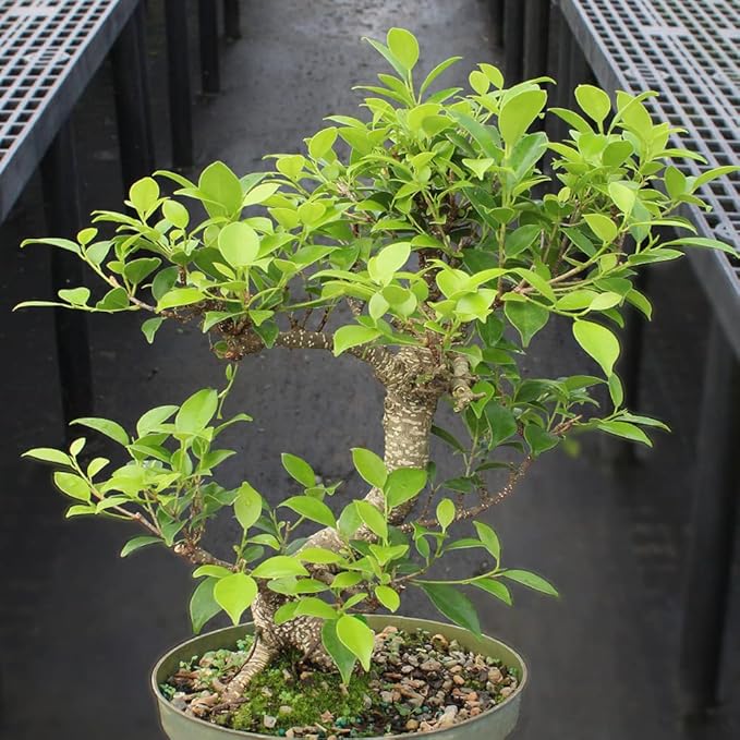 Brussel's Bonsai - Live Golden Gate Ficus Bonsai Tree Kit with Ceramic Bonsai Pot & Bonsai Soil, Indoor Bonsai Plant Starter Kit, Easy Care Houseplant for Home or Office (Medium)