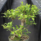 Brussel's Bonsai - Live Golden Gate Ficus Bonsai Tree Kit with Ceramic Bonsai Pot & Bonsai Soil, Indoor Bonsai Plant Starter Kit, Easy Care Houseplant for Home or Office (Medium)